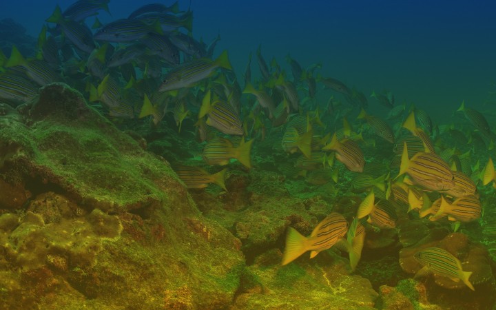 Smithsonian Tropical Research Institute