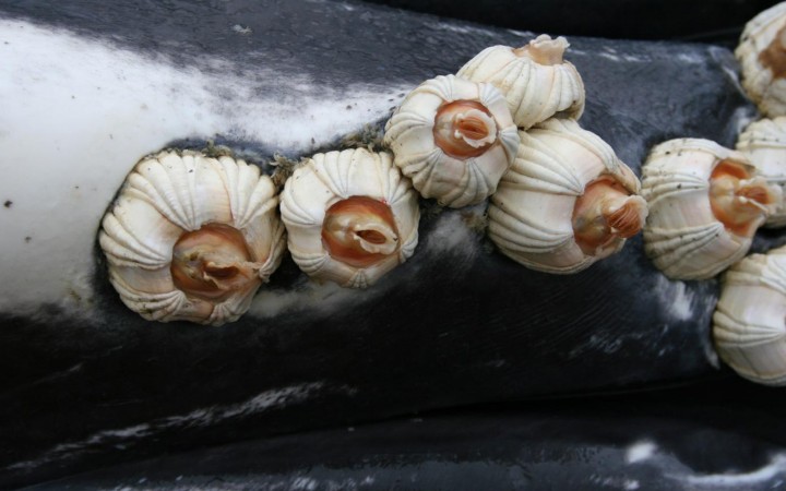 Hitch-hiking barnacles