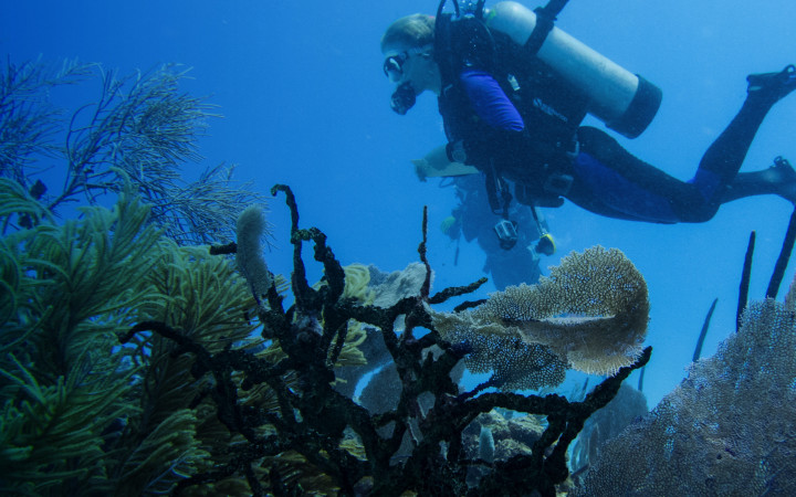 The caribean's declining reefs
