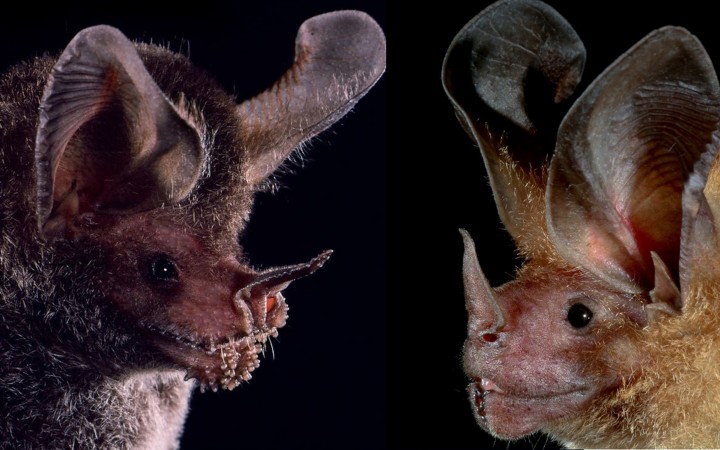 Learning from other species