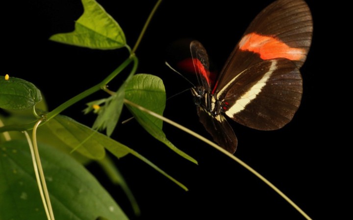 Butterflies take different paths to arrive at the same color pattern