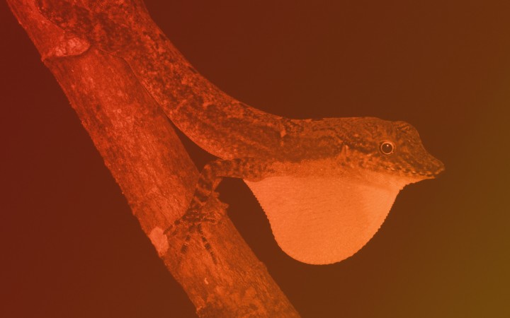 Smithsonian Tropical Research Institute