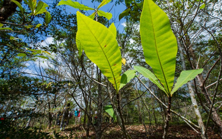 Smithsonian Tropical Research Institute