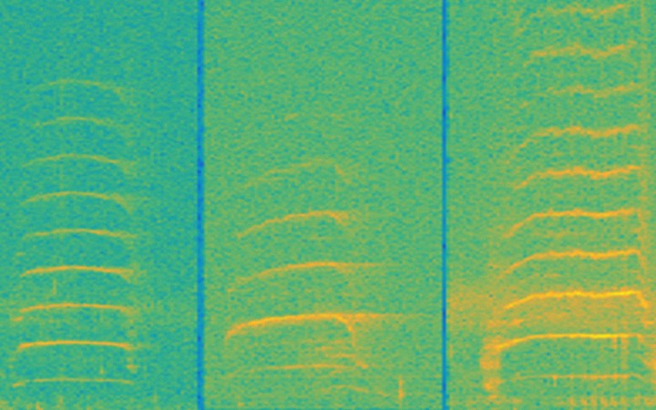Underwater Manatee chatter may aid in their conservation