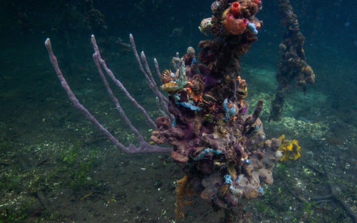 Smithsonian Tropical Research Institute