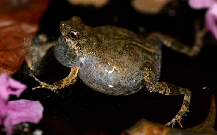 Frog Sex in the City