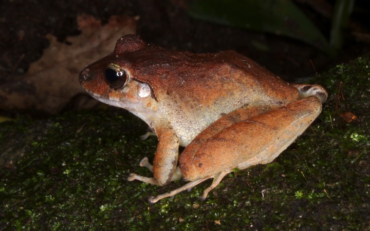 Amphibian pharmaceuticals