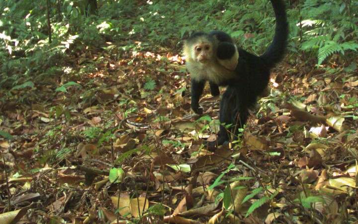 Smithsonian Tropical Research Institute