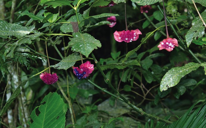 Anniversary of the Herbarium of the University of Panama
