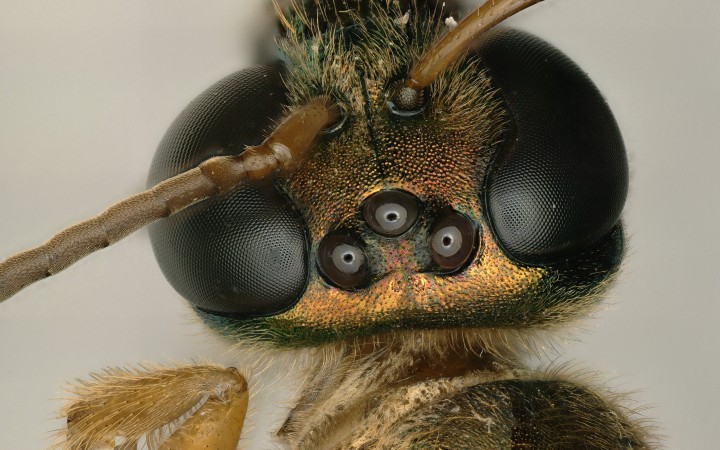 Male or female