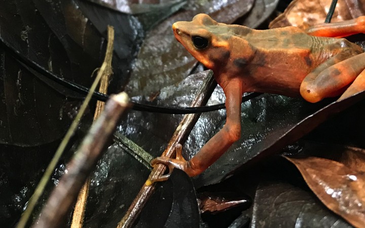 Lessons From Amphibian Die-off in Panama