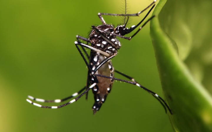 Tracking Aedes Mosquito Invasions in Panama