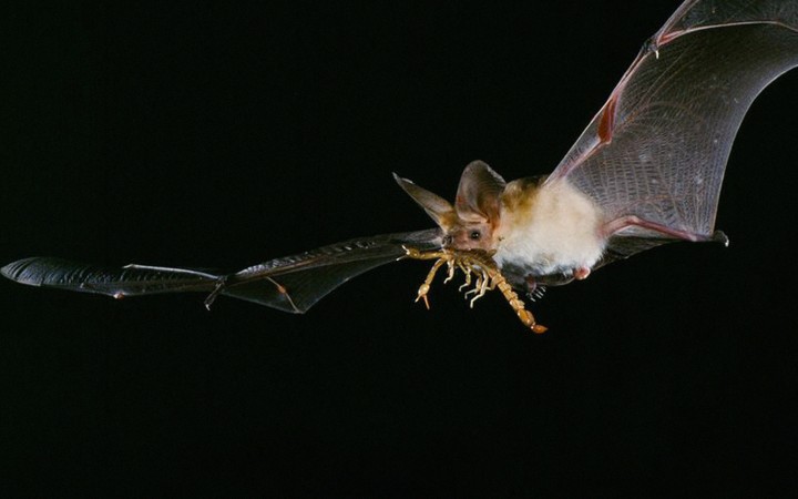 Bats use private and social information as they hunt