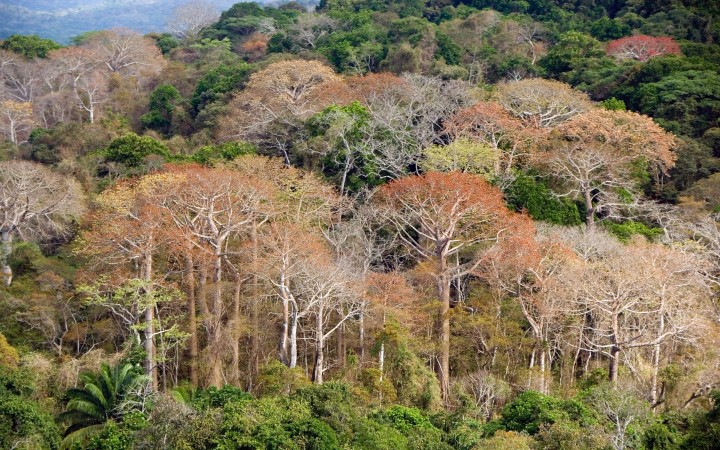 Individual tree species, not forest communities, respond to changes in phosphorus levels
