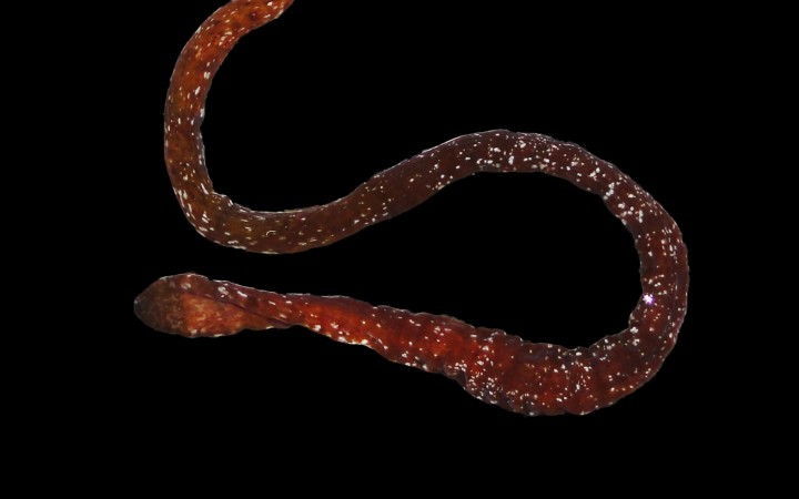 Smithsonian Tropical Research Institute