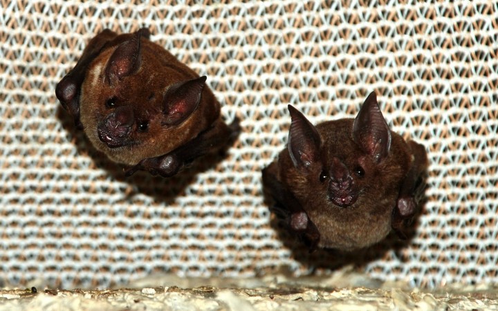 Smithsonian Tropical Research Institute