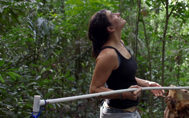 Are bats spying on their prey in the canopy?