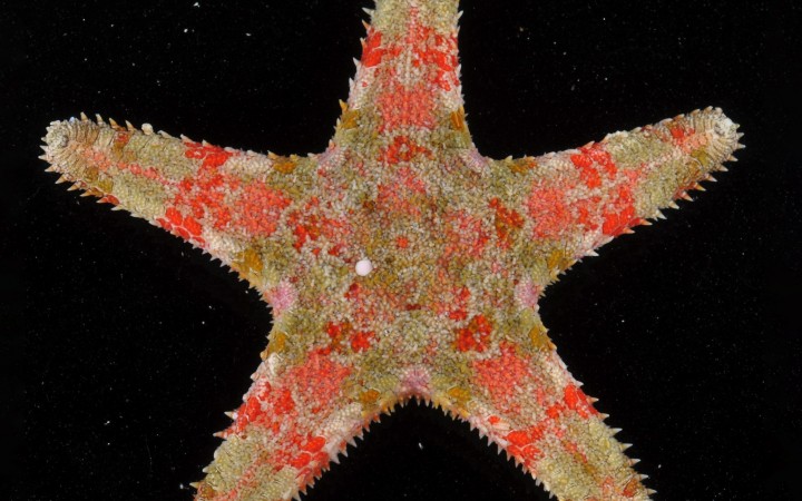 Smithsonian Tropical Research Institute