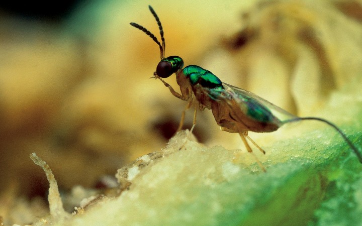 Why study symbiotic relationships in Panama