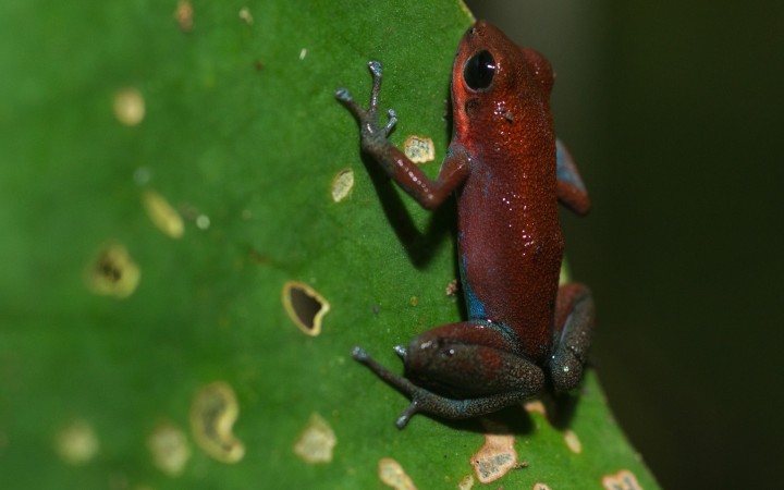 Imprinting on mothers may drive speciation in poison dart frogs