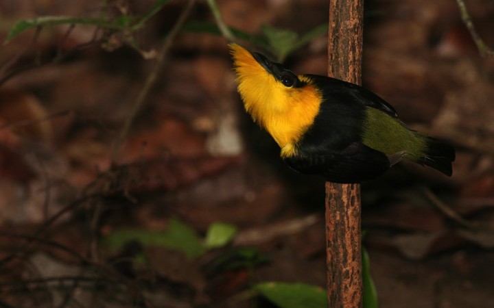 Trans birds