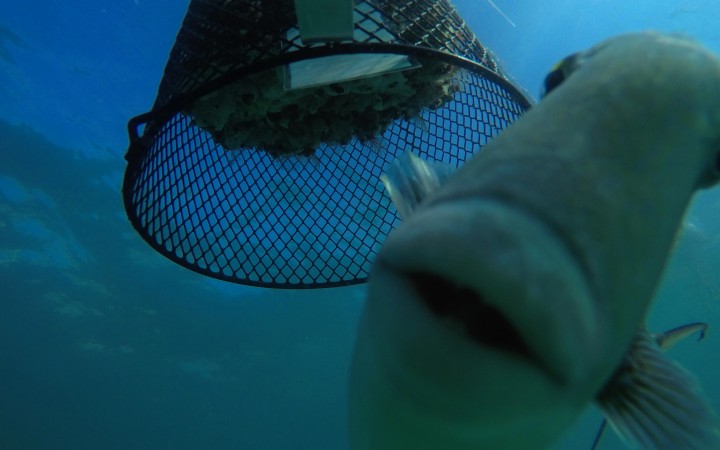 Smithsonian Tropical Research Institute