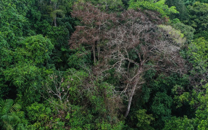 Smithsonian Tropical Research Institute