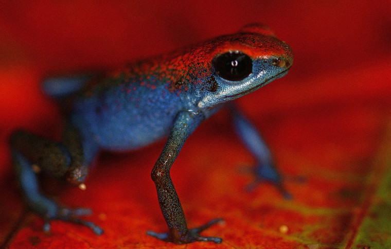 Smithsonian Tropical Research Institute (STRI)