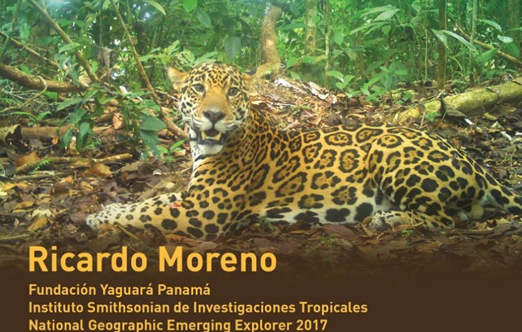 Alternativas para la conservación del jaguar en Panamá; con base en la investigación y educación