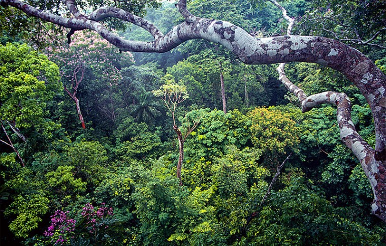 Smithsonian Tropical Research Institute (STRI)