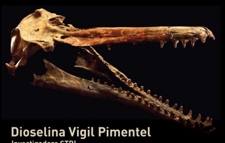 El delfín fósil panameño