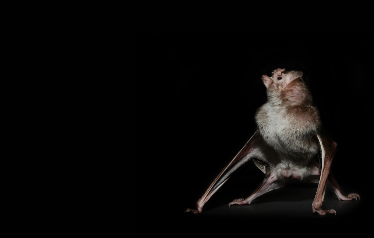 Connections in nature: Plants, Animals, Microbes and Environments | Smithsonian Tropical Research Institute Connections in nature: Plants, Animals, Microbes and Environments | Smithsonian Tropical Research Institute