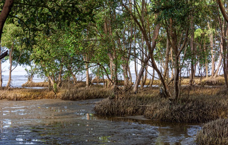 Smithsonian Tropical Research Institute