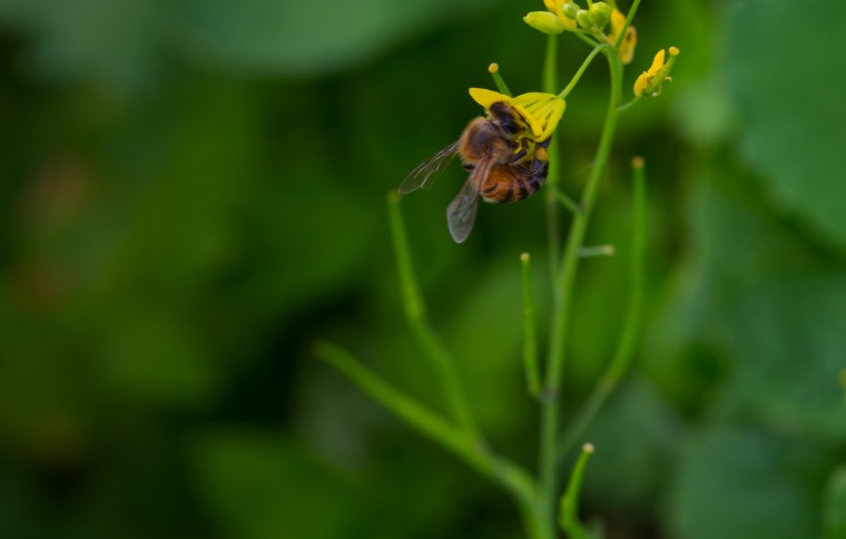 Save the bees