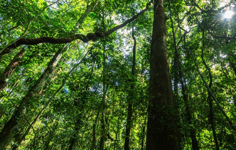 STRI Panama