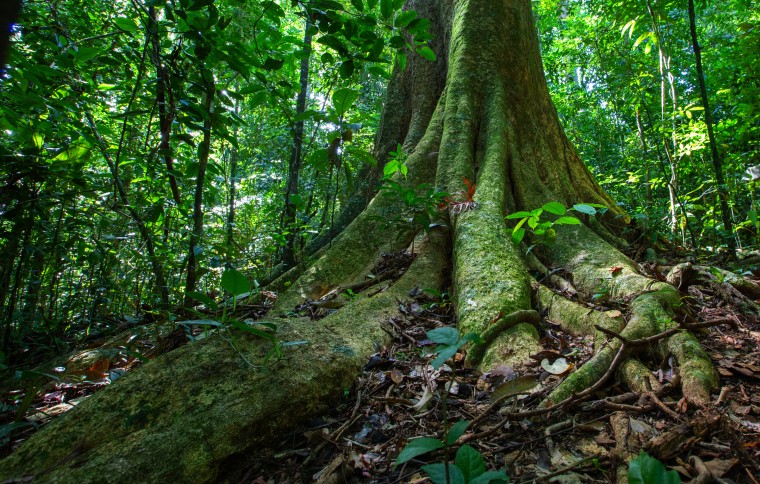 Connections in nature: Plants, Animals, Microbes and Environments | Smithsonian Tropical Research Institute Connections in nature: Plants, Animals, Microbes and Environments | Smithsonian Tropical Research Institute