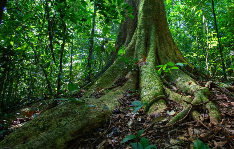 Smithsonian Tropical Research Institute