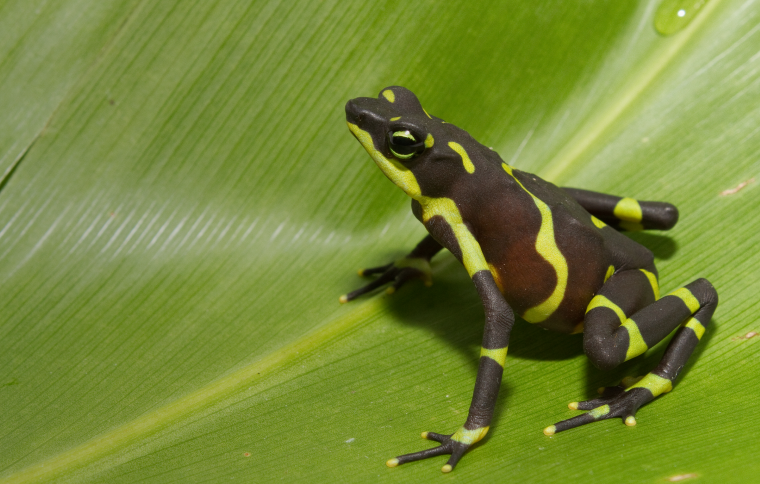 Smithsonian Tropical Research Institute
