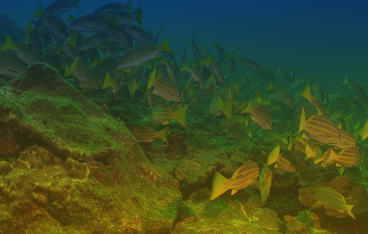 Smithsonian Tropical Research Institute