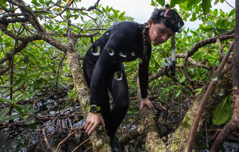 What’s lurking under the forest?