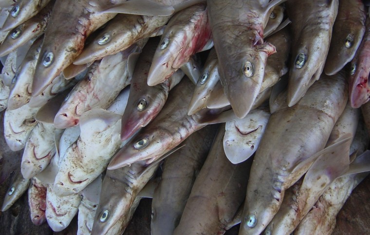 Fishing exclusion zones to help manage shark populations in Pacific Panama