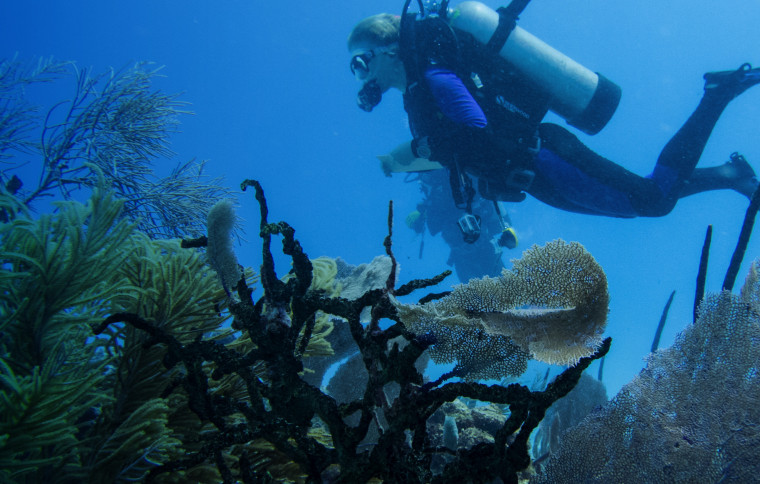 The caribean's declining reefs