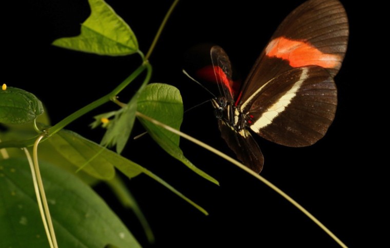 Butterflies take different paths to arrive at the same color pattern