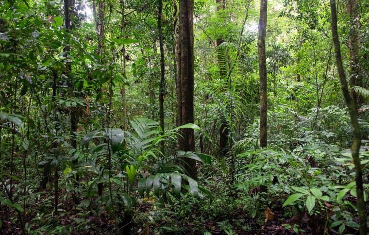 Smithsonian Tropical Research Institute