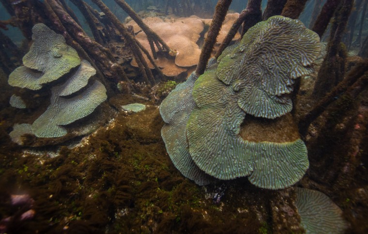 Smithsonian Tropical Research Institute
