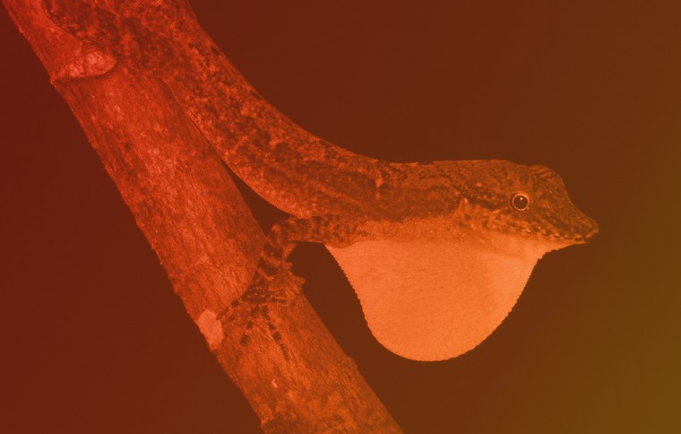 Smithsonian Tropical Research Institute