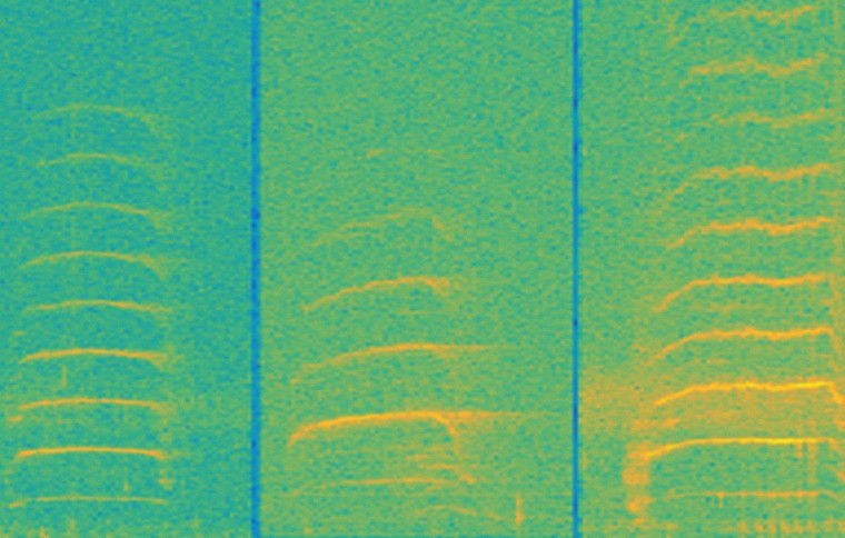 Underwater Manatee chatter may aid in their conservation
