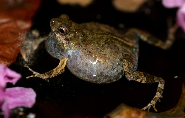 Frog Sex in the City