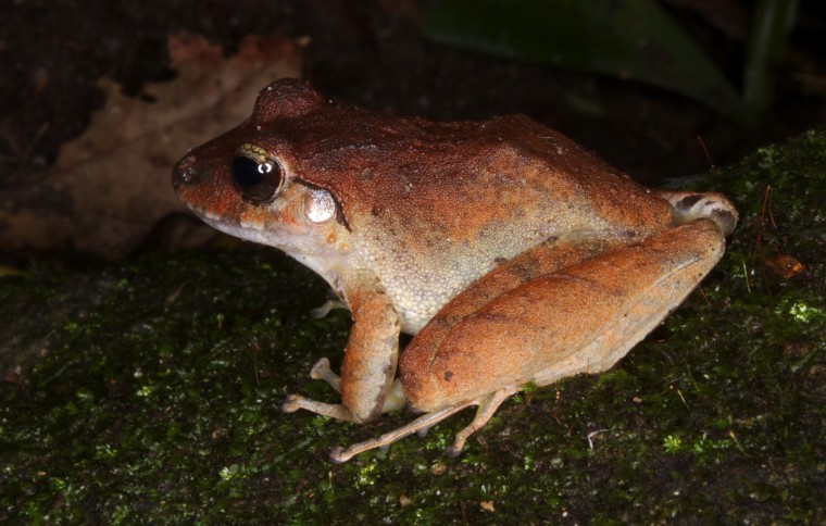 Amphibian pharmaceuticals
