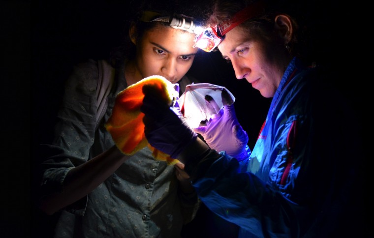 gamboa bat nights thumbnail